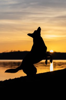 Köpek silueti - Gölün kenarında gün doğumunda köpek