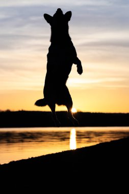 Gölde bir köpek gün batımında havada zıplar - Köpek silueti