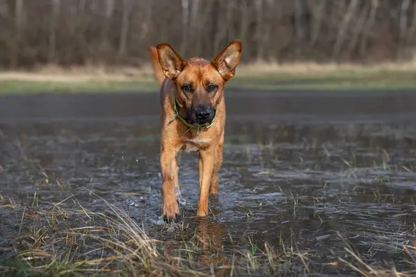 Köpek suyun içinden kameraya doğru koşar.