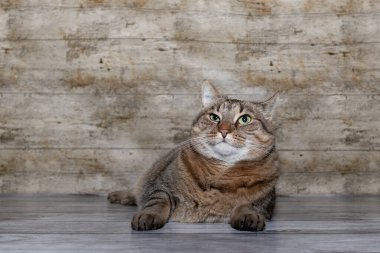 Kedi Stüdyosu Portresi / Kedi yalan söylüyor ve komik görünüyor