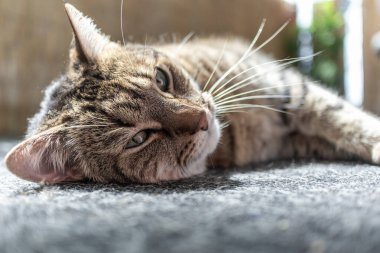 Kedi yan yatar, rahatlar.