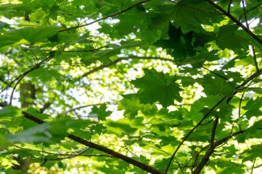 Akçaağaç yaprakları - yeşil yapraklar