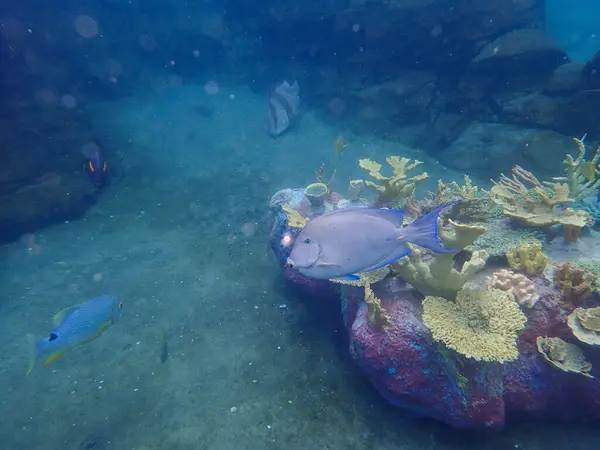 Ett Undervattensfoto Surgeonfish Simmar Nära Klippa Och Korallrev Vattnet — Stockfoto