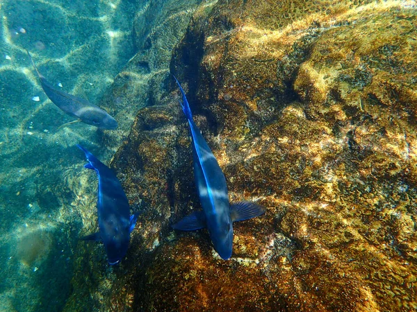 Blue Tang Swimming Underwater Coral Reef — Fotografia de Stock