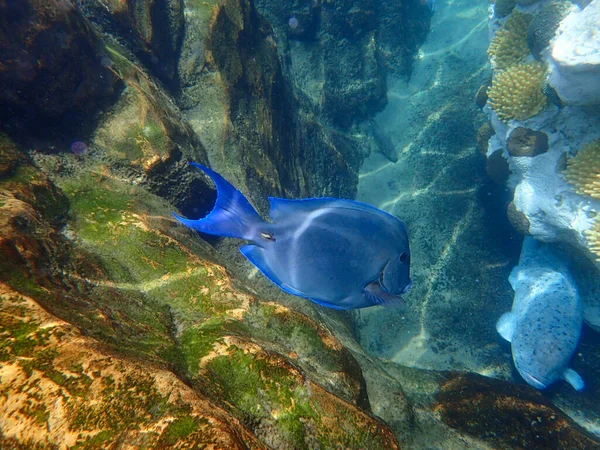 Surgeonfish Pływanie Pobliżu Skały Rafy Koralowej Pod Wodą — Zdjęcie stockowe