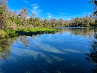 Orlando, Florida 'da temiz bir Florida Baharı.