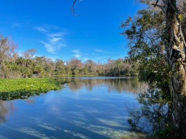 Orlando, Florida 'da temiz bir Florida Baharı.