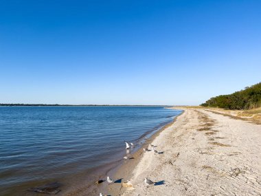 Güneşli bir günde Florida 'daki Fort Clinch Eyalet Parkı' nda martılarla Atlantik Okyanusu kıyısında..