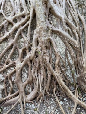 Florida, Islamorada 'daki Windley Key Fosil Resifi Jeolojik Parkı' nda büyüyen bir ağaç kökü..
