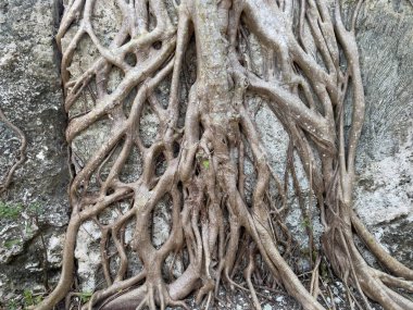 Florida, Islamorada 'daki Windley Key Fosil Resifi Jeolojik Parkı' nda büyüyen bir ağaç kökü..