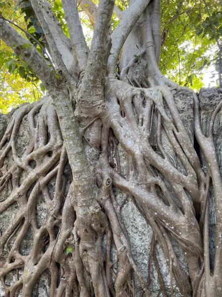 フロリダ州イスラマダのウィンドリー キー化石リーフ地質州立公園で化石に成長する木の根 — ストック写真