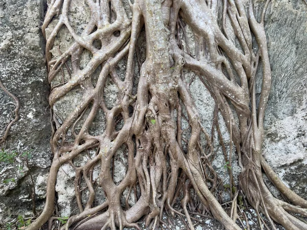 Florida, Islamorada 'daki Windley Key Fosil Resifi Jeolojik Parkı' nda büyüyen bir ağaç kökü..