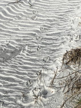 Florida 'da bir kumsalda hayvan pençesi izleri var..