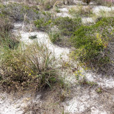 Florida Eyalet Parkı 'ndaki bir sahilde sincap kaplumbağası..