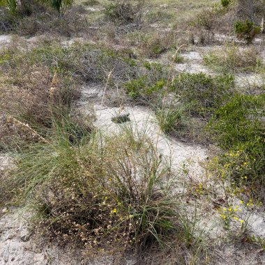 Florida Eyalet Parkı 'ndaki bir sahilde sincap kaplumbağası..