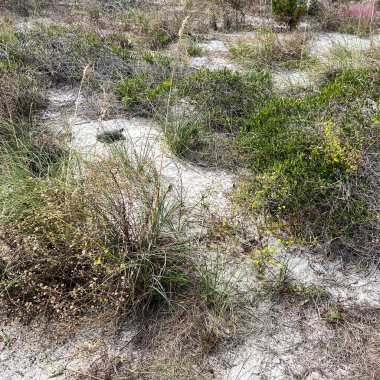 Florida Eyalet Parkı 'ndaki bir sahilde sincap kaplumbağası..