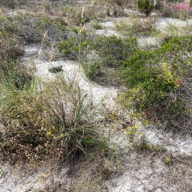 Florida Eyalet Parkı 'ndaki bir sahilde sincap kaplumbağası..