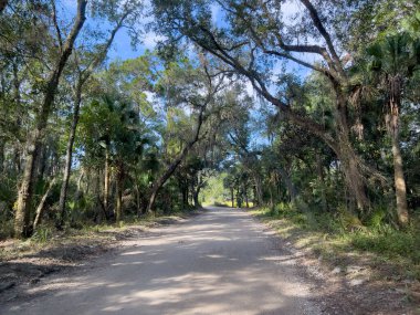 Jacksonville, Florida 'daki Timucuan Ekolojik Ulusal Parkı' ndaki ormandan geçeceğiz..