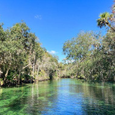 Orange City, FL USA - 4 Şubat 2022: Orange City, Florida 'daki Blue Springs State Park' taki yaylar.