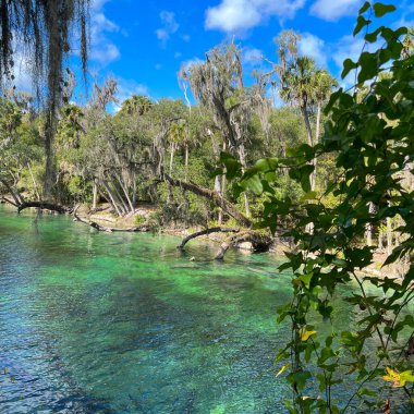Orange City, FL USA - 4 Şubat 2022: Orange City, Florida 'daki Blue Springs State Park' taki yaylarda denizayısı.