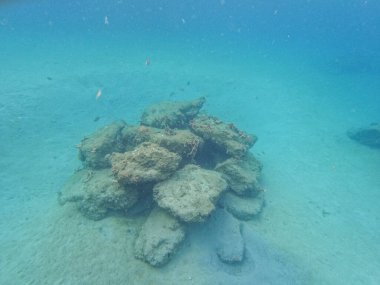 Riviera Beach, Florida 'daki Blue Heron Köprüsü' nde kayalar ve mercan resifleri arasında yüzen resif balıkları..