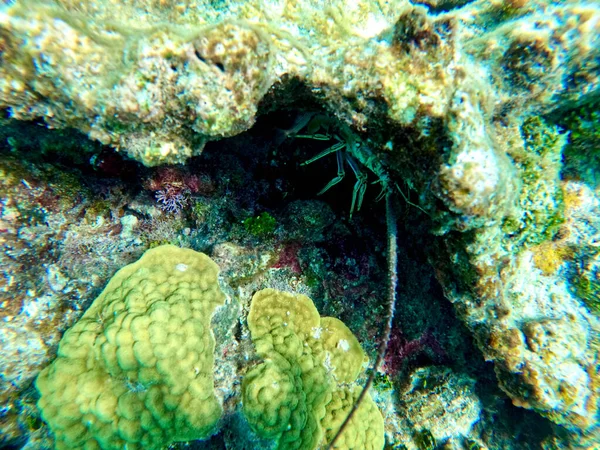 Een Onderwaterfoto Van Een Kreeft Onder Een Rots Koraalrif Spleet — Stockfoto