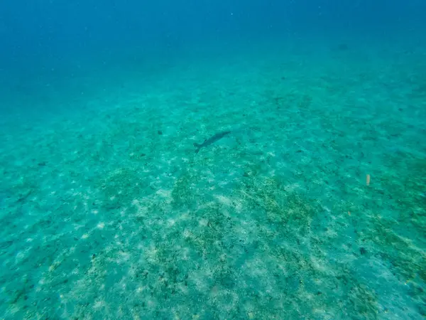 Рыба Барракуда Плавающая Среди Скалы Кораллового Рифа Мосту Голубая Цапля — стоковое фото