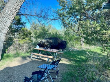 Dickinson, ND USA - 17 Mayıs 2023: ABD 'nin Kuzey Dakota kentindeki Theodore Roosevelt Ulusal Parkı' ndaki Kuzey Birim Kampında Bison.