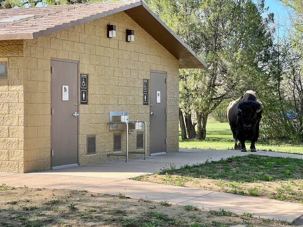 Dickinson Usa Maj 2023 Bison North Unit Campground Theodore Roosevelt — Stockfoto