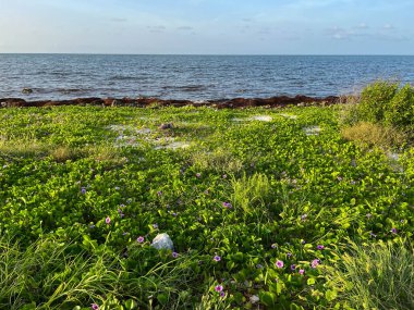 Bulutlu bir günde Florida Keys 'deki Bahia Honda Eyalet Parkı' ndan Atlantik Okyanusu manzarası.