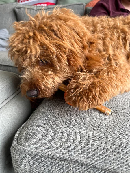 Seekor Anjing Cavapoo Berwarna Merah Imut Yang Sedang Makan — Stok Foto