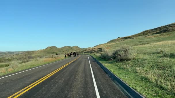 ノースダコタ州セオドア ルーズベルト国立公園の道路に立っているワイルド ホースと山を駆け抜ける — ストック動画