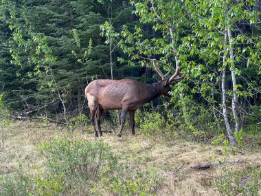 Kanada 'daki Jasper Ulusal Parkı' nda Maligne Yolu 'nda otlayan bir Woodland Ren geyiği sürüsü..