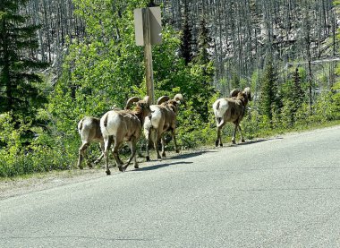 Jasper, AB Kanada - Mayıs 2023: Kanada 'daki Jasper Ulusal Parkı' nda Maligne Yolu boyunca yürüyen Büyük Boynuz Koyunu.