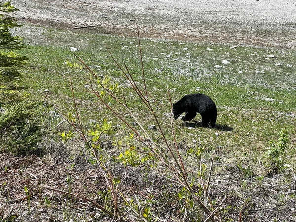 Black Bear Walking Road Jasper National Park Canada Sunny Spring — Stock fotografie