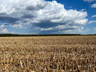 Güneşli bir sonbahar gününde Evansville yakınlarındaki tarım arazisi..