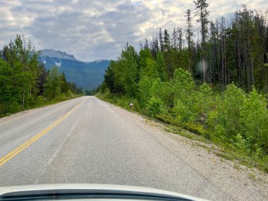 Bulutlu bir günde Kanada Jasper Ulusal Parkı 'nda Jasper, Alberta yakınlarındaki Maligne Gölü yolunda yürüyen bir geyik..