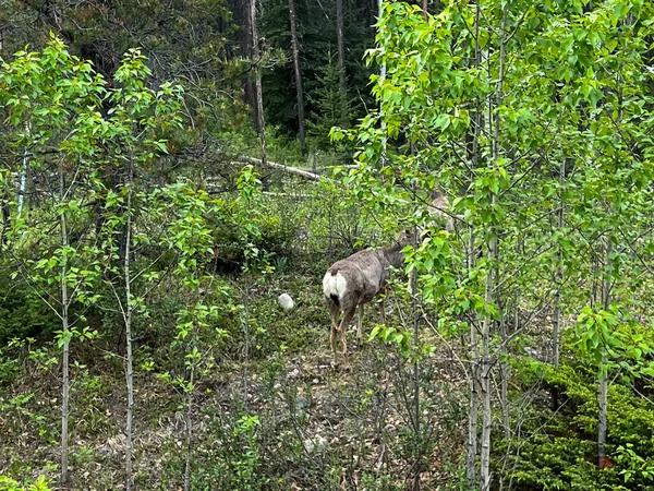 Bulutlu bir günde Kanada Jasper Ulusal Parkı 'nda Jasper, Alberta yakınlarındaki Maligne Gölü yolunda yürüyen bir geyik..