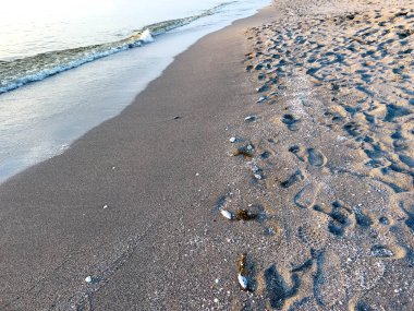 Florida Körfezi 'nde kızıl gelgit yosunları yüzünden sahilde ölü balık var..