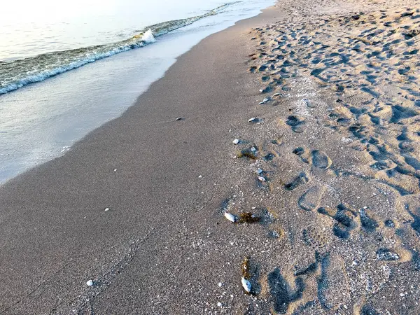 Florida Körfezi 'nde kızıl gelgit yosunları yüzünden sahilde ölü balık var..