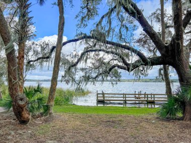 Florida 'nın Dora Dağı' ndaki Trimble Parkı 'nda güneşli bir kış günü.