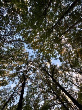 POV 'u, arka planda mavi gökyüzü olan ABD' deki Natchez Trace Parkway boyunca uzanan ağaçlardan oluşan bir gölgeye bakıyorum..