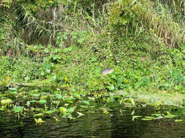 Baharda turnede bir timsah ve bulutlu bir günde Florida, Orange City 'deki Blue Springs State Park' ta St. Johns nehrinde bir timsah görüldü..