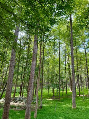 The forest of trees at Croft State Park near Spartanburg, South Carolina on a cloudy day. clipart