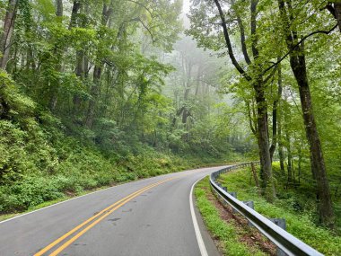Kuzey Carolina, Marion yakınlarındaki Pisgah Ulusal Ormanı 'nda Blue Ridge Parkway' e yakın bir ormanda sürüyorum..