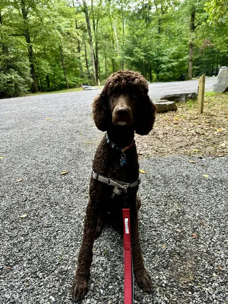 stock image A brown standard poodle taking a walk through the wooded area of the campground at Croft State Park near Spartanburg, SC.