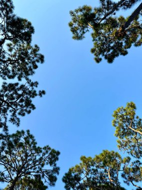 Georgia 'daki çam ağaçlarının arasından gökyüzüne bakıyorum. Açık bir gökyüzünde fotokopi aletiyle..