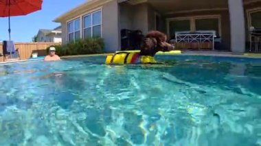 Florida, Orlando 'da güneşli bir günde havuzda yüzen bir kahverengi kaniş köpeği.