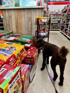 Dora Dağı, FL USA - 24 Temmuz 2024: Florida, ABD 'deki Dora Dağı' ndaki bir traktör malzemeleri dükkanından köpek maması seçen kahverengi bir kaniş.