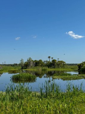 Güneşli bir günde Orlando, Florida 'daki Orlando Wetlands parkındaki manzara..
